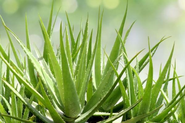 Natürliche Inhaltsstoffe in der Gesichtspflege: Von Aloe Vera bis Zink